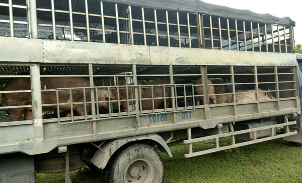 Xe chở lợn  nhập lậu bị các cơ quan chức năng bắt giữ và sẽ tiến hành tiêu hủy.