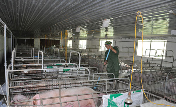 Dù giá lợn tăng, nhưng hầu hết các hộ chăn nuôi đã không còn lợn. Đối tượng được hưởng lợi lớn nhất đợt này là những công ty lớn, đặc biệt là C.P.