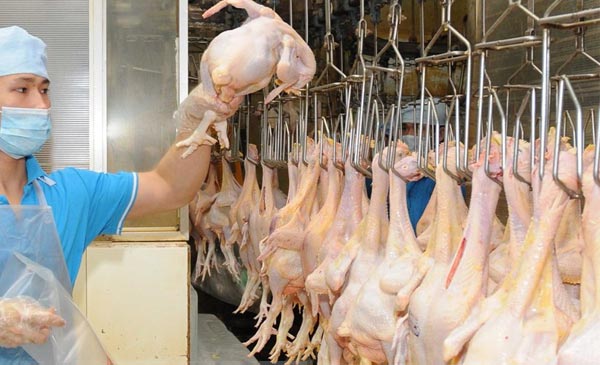 Việc thịt gà Việt Nam được thị trường Nhật chấp nhận tiếp tục