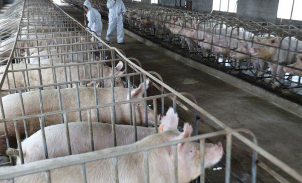 Một trang trại chăn nuôi heo tại Trung Quốc