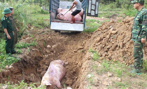 Bộ NNPTNT yêu cầu tăng cường kiểm tra, giám sát, kịp thời phát hiện và tiêu hủy lợn nhập lậu qua biên giới