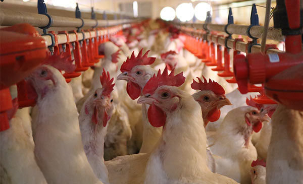 Giống gà được nuôi tại các trại chăn nuôi của công ty Bel Gà