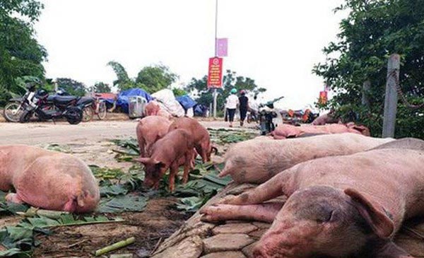 Dịch tả lợn Châu Phi đã xuất hiện tại 7 tỉnh/thành của Việt Nam