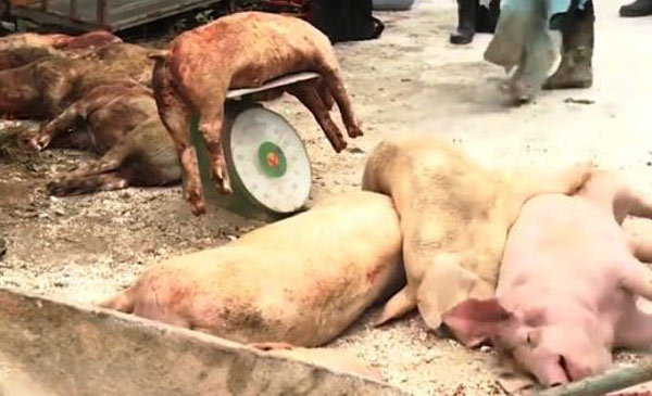 Đàn lợn ở Hải Phòng chết do mắc bệnh dịch tả lợn châu Phi.