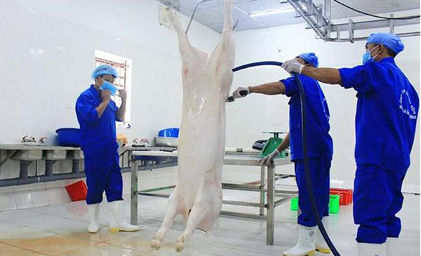 Giá lợn hơi giảm do ảnh hưởng của dịch tả lợn Châu Phi tại Việt Nam có thể sẽ tăng trở lại khi tâm lý người chăn nuôi và tiêu dùng ổn định