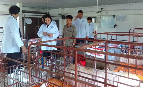 Toàn tỉnh Thái Bình hiện nay chỉ có vỏn vẹn 80 cơ sở chăn nuôi (trong tổng số 570 trang trại) có chứng nhận an toàn dịch bệnh và tham gia chương trình giám sát dịch bệnh hàng năm
