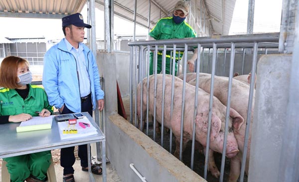 Nhiều ý kiến cho rằng, nên cho phép vận chuyển, tiêu thụ đối với cơ sở chăn nuôi lợn đã xét nghiệm âm tính với virus dịch tả lợn Châu Phi