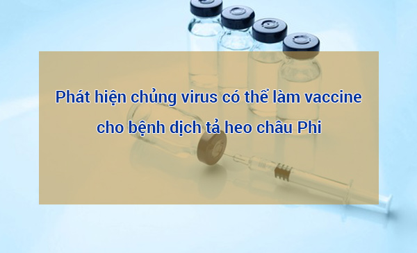 Phát hiện chủng virus dịch tả heo châu phi độc lực thấp có thể dùng làm Vaccine