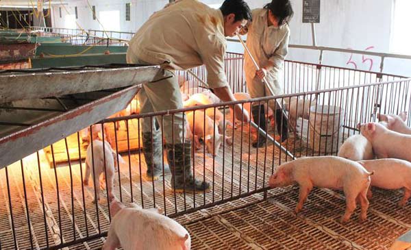 Các trang trại, hộ chăn nuôi đang tích cực vệ sinh tiêu độc, khử trùng, áp dụng các biện pháp chăn nuôi an toàn sinh học trong bối cảnh dịch tả lợn châu Phi vẫn đang tiếp tục lây lan. Ảnh minh hoạ: I.T