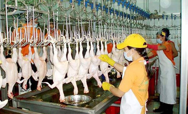 Ngành chăn nuôi gia cầm của Việt Nam đang có rất nhiều tiềm năng, lợi thế cho xuất khẩu...