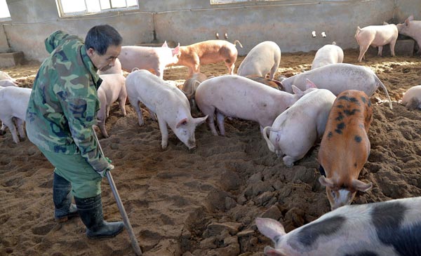 Ngành chăn nuôi heo ở Trung Quốc có thể được cứu sống bởi vắc xin phòng chống dịch tả heo châu Phi. Ảnh: CNN