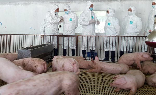 Một số doanh nghiệp chăn nuôi hiện nay đang ứng dụng cả phương pháp “vacxin chuồng”.