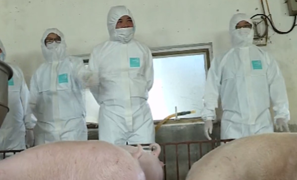 Trước đó, Bộ trưởng Nguyễn Xuân Cường đã có buổi làm việc ở cơ sở chăn nuôi đang khảo nghiệm vaccine phòng dịch tả lợn châu Phi do Học viện Nông nghiệp Việt Nam nghiên cứu. Ảnh: VTV