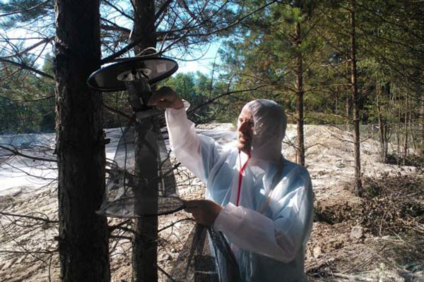 René Bødker đang làm trống một cái bẫy ruồi ở khu vực chôn heo nhiễm ASF ở Baltics 