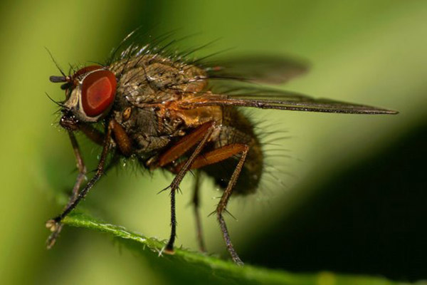 Cận cảnh loài ruồi Stomoxys calcitrans, loài ruồi được sử dụng trong nghiên cứu.