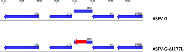 Sơ đồ chỉ ra vị trí của đoạn gen  I177L trong bộ gen ASFV-G