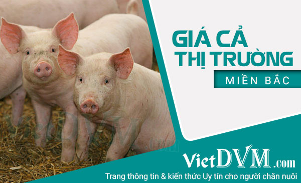 gia ca thi truong mien bac 1