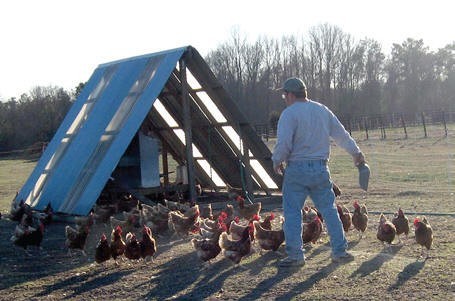 Thuật ngữ về các loại gà theo cách nuôi tại Mỹ