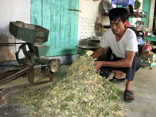 Nuôi lợn bằng… thảo dược