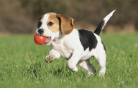 Chó săn Beagle - Giống cho săn thể thao được ưa chuộm
