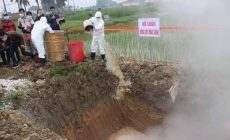 Hà Nội xuất hiện thêm ổ dịch tả châu Phi tại Phú Xuyên