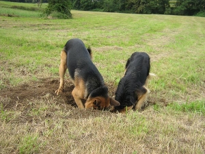 Tại sao chó hay đào bới?