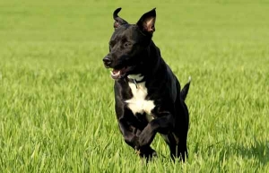 Amerikanischer Staffordshire-Terrier - một cận vệ mạnh mẽ