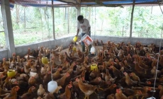 Người chăn nuôi gà Đồng Nai lỗ tới 8.000 đ/kg