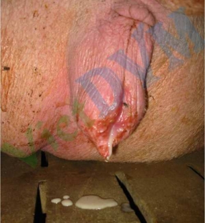 Hội chứng Viêm tử cung - Viêm vú - Mất sữa (MMA) ở heo nái