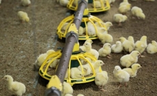 Ba cách để tối ưu hóa chi phí thức ăn trong chăn nuôi gà