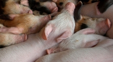 Tiêu hủy 1.200 con lợn bị lở mồm long móng