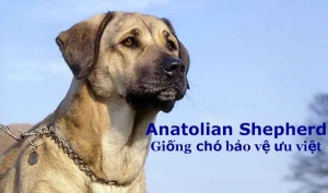 Anatolian Shepherd -  Giống chó thuần chủng