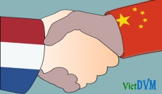 Chăn nuôi heo Trung Quốc khởi sắc với sự giúp đỡ của Hà Lan.