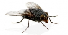 20 trang trại thức ăn chăn nuôi ấu trùng ruồi sẽ ra đời