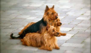 Australian Terrier - Giống chó nhỏ bé nhưng rất mạnh mẽ