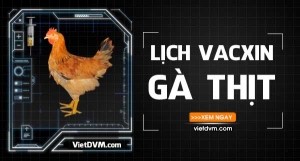 Lịch vaccine cho chăn nuôi gà thịt hiệu quả