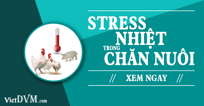 stress-nhiet-trong-chan-nuoi