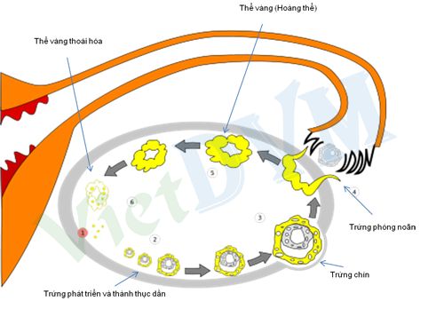 Quá trình phát triển của trứng heo trong tử cung heo nái