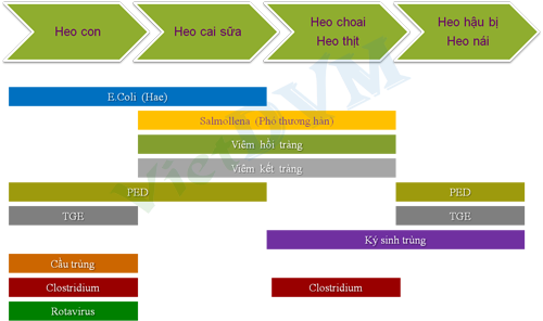 Heo con bị tiêu chảy theo độ tuổi của heo