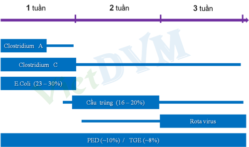 Tiêu chảy heo con theo độ tuổi