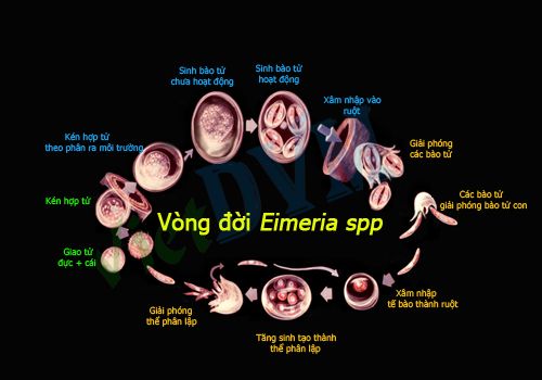 Vòng đời của Eimeria 