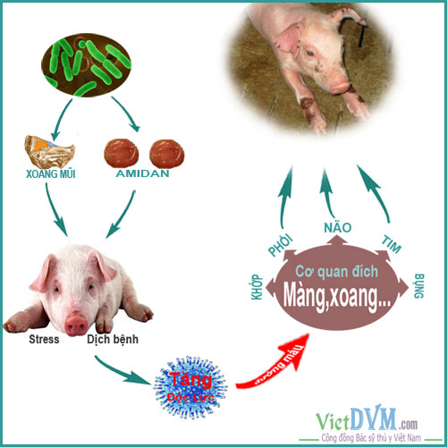  Cơ chế sinh bệnh của vi khuẩn Haemophilus parasuis