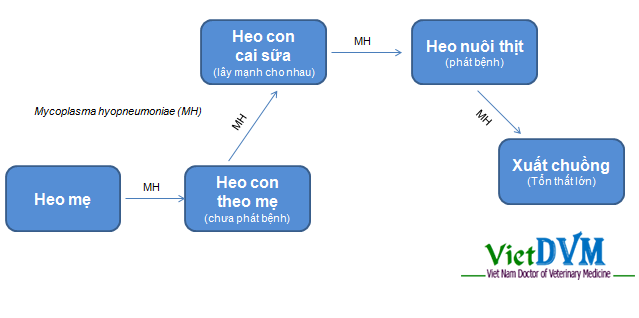 Đường truyền lây bệnh trong trại