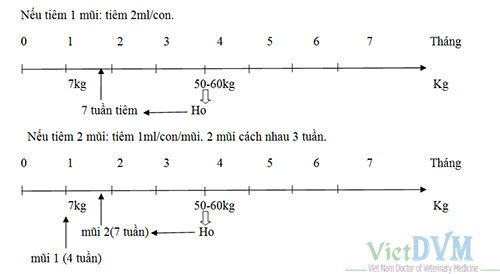 Cách tính thời gian tiêm phòng cho heo