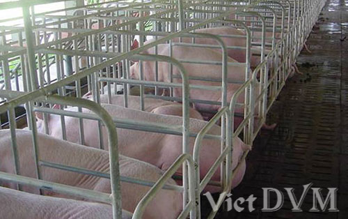 Quảng Trị Đầu tư trang trại nuôi lợn công nghệ cao 280 tỷ đồng tại huyện  Vĩnh Linh