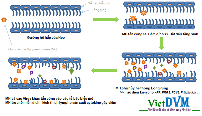 Sơ đồ cơ chế gây bệnh suyễn lợn