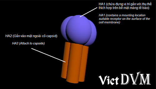 Khang-nguyen-HA-cua-virus-cum