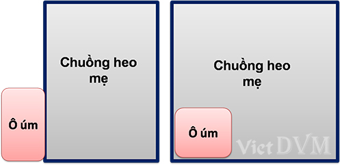 chuong-um-heo7