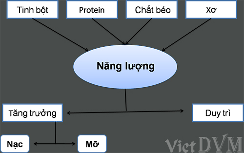 nang-luong-cho-heo-nai