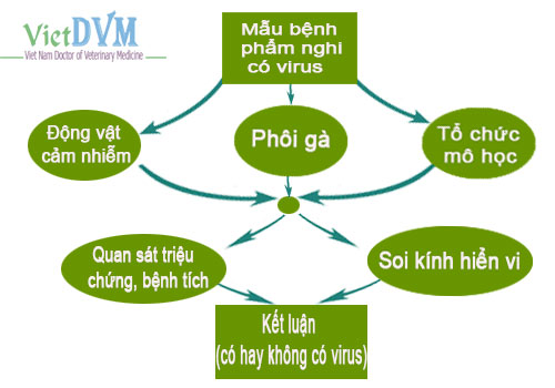 nguyen-ly-cua-phuong-phap-nuoi-cay